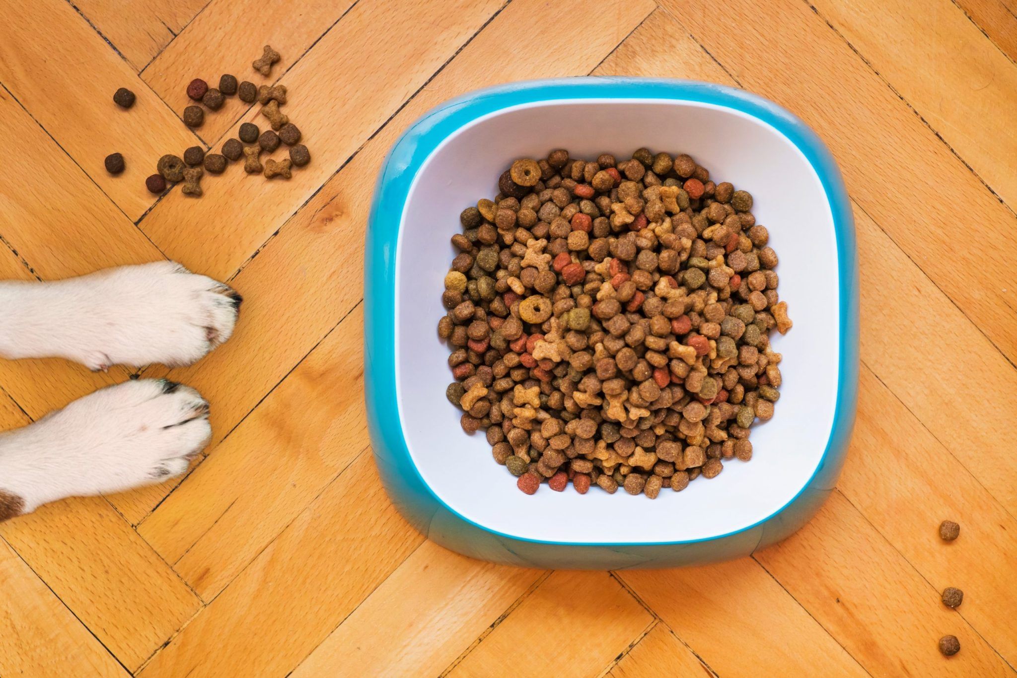 
                
                    What happens to expired foods? An Entrepreneur’s Solution: Turns Them into Dog Food
                
                