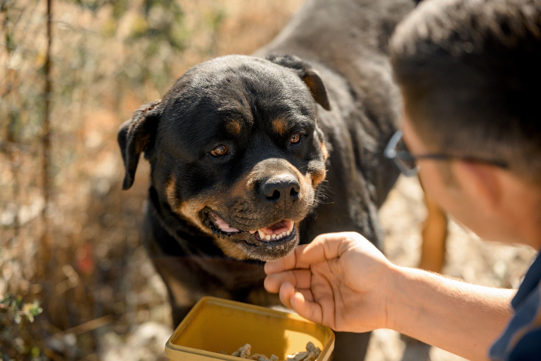 
                
                    Hrana umedă și hrana uscată pentru câini și calea spre cea mai bună performanță canină
                
                